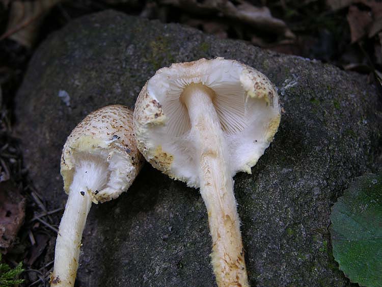 Lepiota ventriosospora??